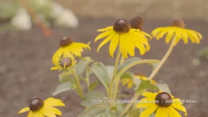 Yellow flowers